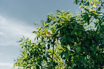 Avocado tree or Palta, Persea americana