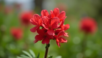 Wall Mural -  Vibrant Red Flowers in Bloom