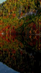 Wall Mural - Overhead perspective of a forest adorned with colorful fall foliage, capturing the essence of autumn's beauty.