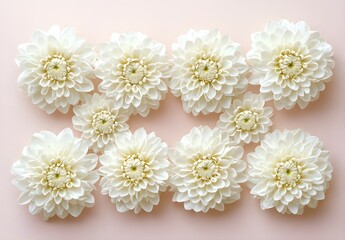 Wall Mural - White Dahlias on Pink Background