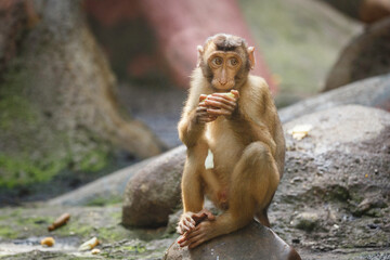 baby macaque eating vegetables