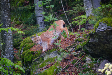 beautiful lynx in the Bavarian forest in Germany