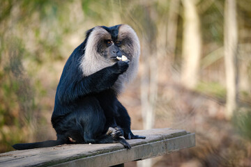 black macaque monkey