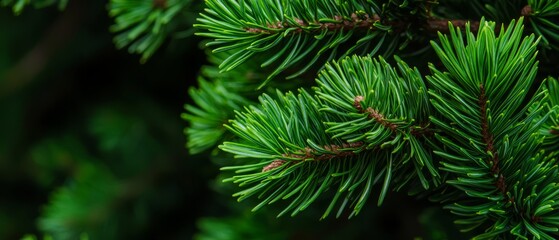 Sticker -  A tight shot of a pine branch teeming with lush green needles and small, scattered brown dot-tips