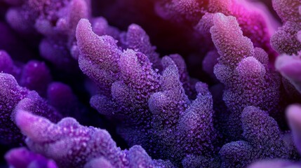 Poster -  A tight shot of purplish corals, adorned with water droplets atop and bottom