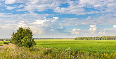 Wall Mural - A field of grass with a tree in the foreground