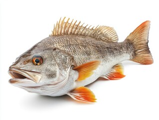 Detailed side view of a Nile perch, large freshwater fish, isolated on white background, commercially important species