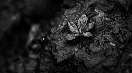 Wall Mural -  A monochrome image of a solitary leaf atop a tree stump in the forest against a monochromatic backdrop