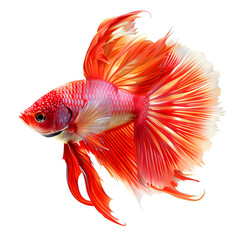 Poster - Stunning close-up of a vibrant red and orange betta fish with flowing fins, isolated on a transparent background, perfect for aquatic-themed designs