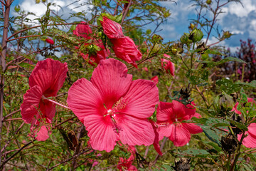 Hibiscus plant with several blooms