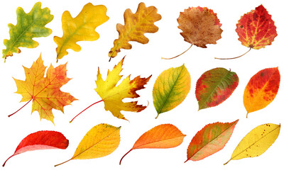 Wall Mural - autumn leaves on a white background. isolated fallen leaves of maple and aspen, oak and willow, cher