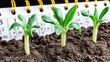 © Konstiantyn Zap - Young green seedlings emerging from soil with calendar in background