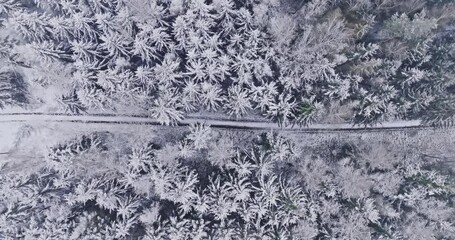 Wall Mural - Aerial view of snowy road and forest in winter 