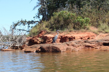 Great Blue Heron at Draper Lake in Oklahoma