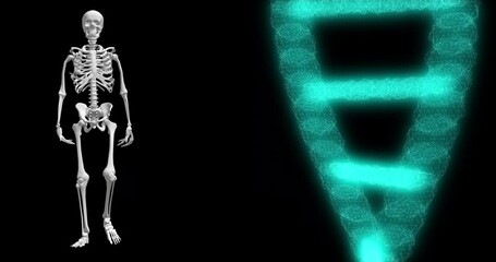 Anatomy, molecule or skeleton walking for dna, medical information or biology research with human body. Double helix structure, evolution gene or science on black background for 3d chemistry