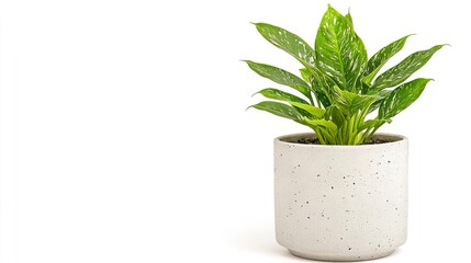 A variegated Chinese Evergreen in a small pot on solid white background, single object