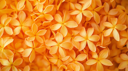 Wall Mural - a close-up, top-down view of osmanthus flowers spread across the entire frame, filling the image with their vibrant orange-yellow color and delicate, star-shaped petals