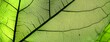 © 为轩 张 - Close-up of emerald green leaf veins, representing eco-friendly practices and environmental awareness, ideal for sustainable marketing designs.