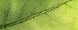 © 为轩 张 - Close-up of emerald green leaf veins, representing eco-friendly practices and environmental awareness, ideal for sustainable marketing designs.
