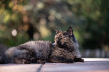 Female cat lying in the garden grooming and relaxing