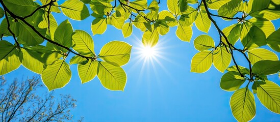 Wall Mural - Sunlight Through Leaves