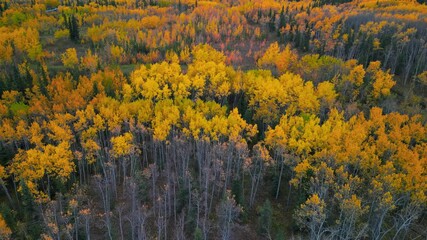 Canvas Print - Aerial view of scenic autumn landscape with colorful fall foliage in Alaska.