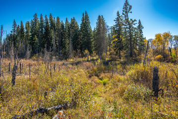 Autumn in the Saskatchewan forest