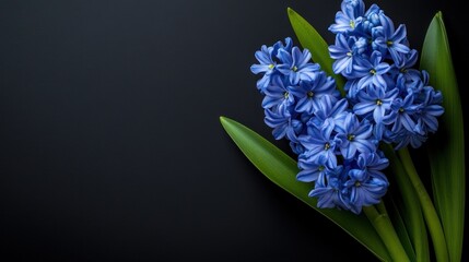 Wall Mural - A bouquet of blue flowers with green leaves on a dark background.