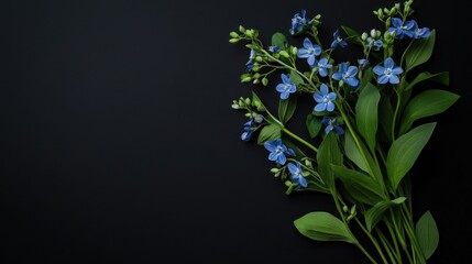 Wall Mural - A bouquet of blue flowers with green leaves on a dark background.