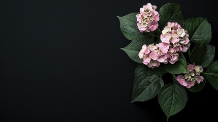 Canvas Print - A cluster of pink hydrangea flowers with green leaves against a dark background.