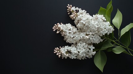 Poster - A cluster of white lilac flowers with green leaves on a dark background.