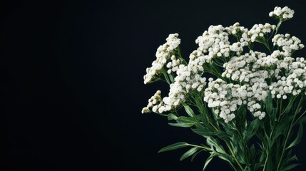 Poster - A bouquet of white flowers against a dark background, showcasing natural beauty.