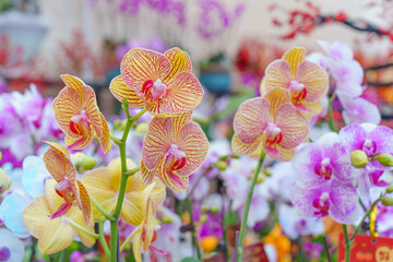 Wall Mural - Flowers at the Flower Market