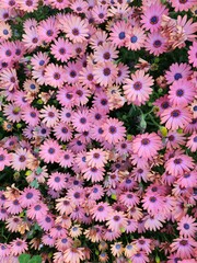 pink white daisy flowers blooming together