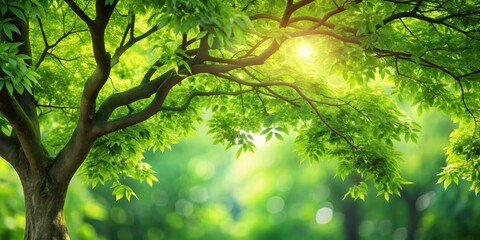 Lush green tree background with a variety of different leaves and branches, nature, background, forest, foliage, lush, green