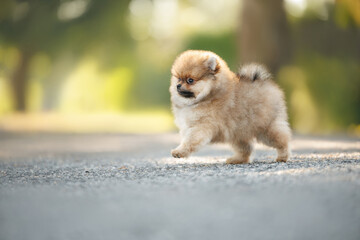 Wall Mural - cute red spitz puppy running outdoors