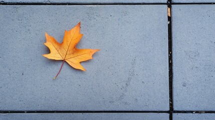 Poster - A leaf is laying on a grey concrete surface