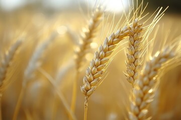 Close-up of two wheat stalks with a blurred background of a field.