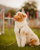 Fototapeta Morze - Australian Shepherd puppy at dog school for obedience training