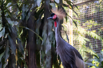 The black crowned crane (Balearica pavonina) is a part of the family Gruidae, along with its sister species, the grey crowned crane. Birds in the zoo.