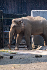 Elephant is one of the animals in the zoo in Jakarta. Sumatra elephant.