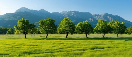 Wall Mural - Group Of Trees In The Wide Green Field With Majestic Green Mountains In The Background