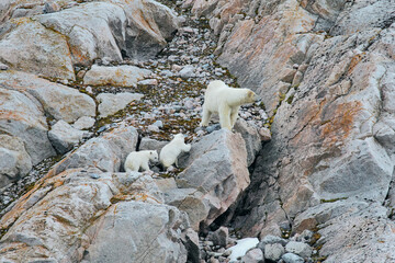 mother polar bear with 2 cubs in daylight