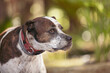© Austockphoto - Mixed breed dog dribbling water after having a drink