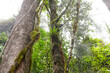 © Austockphoto - Looing up at trees and vines of forest canopy on wet rainy day