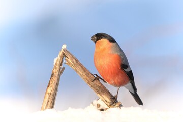 Wall Mural - Closeup portrait of a male bullfinch. Winter scene with a red finch. Pyrrhula pyrrhula
