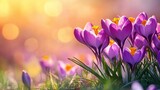 fresh crocus flowers blooming in a sunlit meadow, featuring vibrant colors, delicate petals, and a serene spring floral landscape