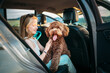 © Soloviova Liudmyla - Portrait Fluffy brown Maltipoo dog with smiling little girl portrait while they sitting in back seat during car journey. Funny pets in a modern family concept.