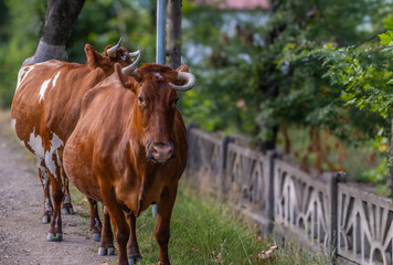 Two cows are walking near the road in the city.