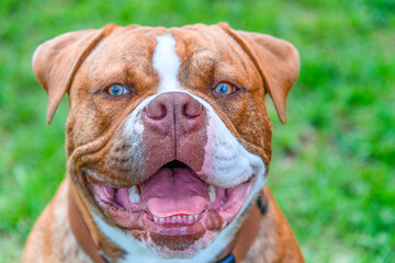 dog pet portrait cute canine animal